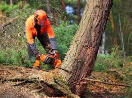 Best Tree Disease Treatment  in Blue Earth, MN