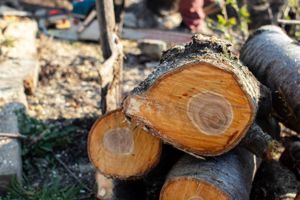 Best Root Management and Removal  in Blue Earth, MN